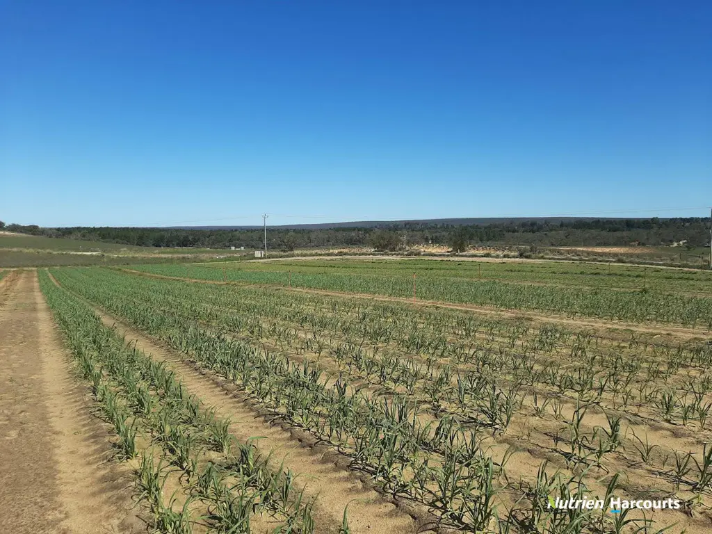 Adam Shields Realty | Lot 250 Nabaroo Road COWALLA WA