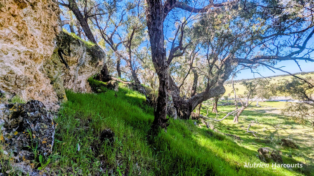 Adam Shields Realty | Lot 51 Millbank Road COWALLA WA