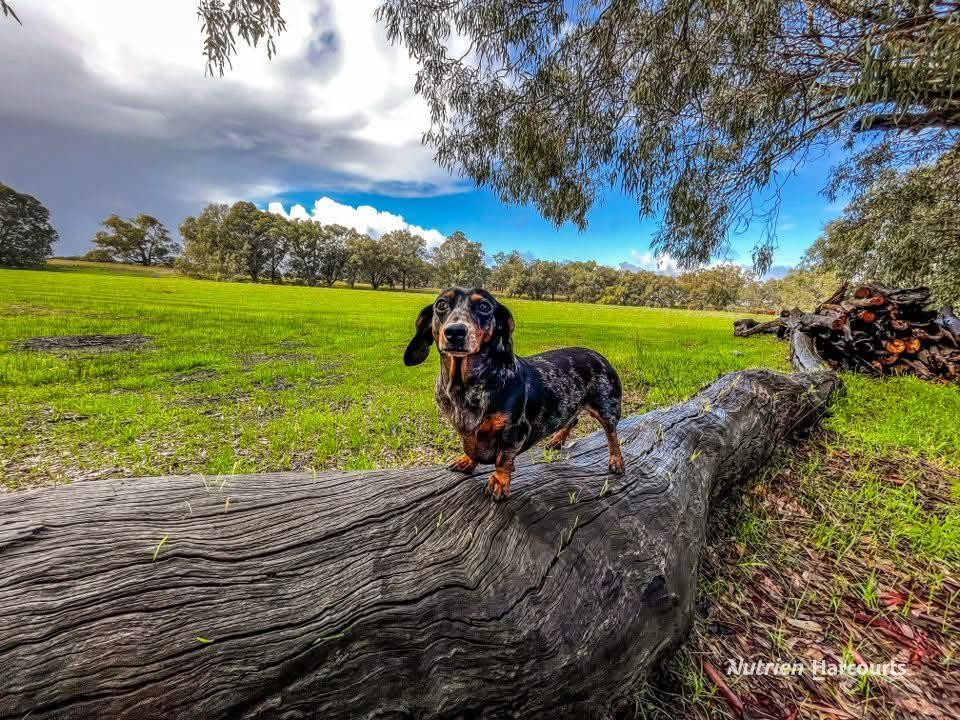 Adam Shields Realty | Lot 7 Orange Springs Road COWALLA WA