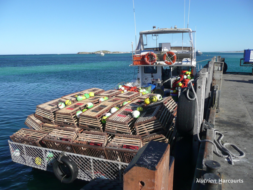Adam Shields Realty | Lot 233 Bottlebrush Road NILGEN WA