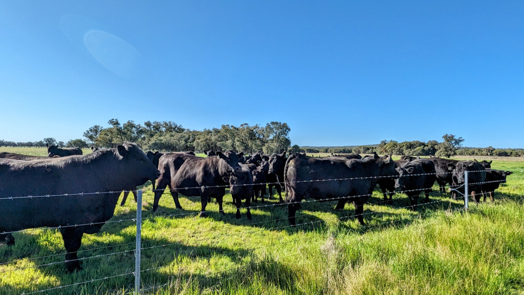 Adam Shields Realty | 1298 Brand Highway CHITTERING WA