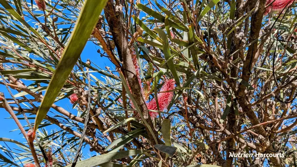 Adam Shields Realty | 151 Woolly Bush Loop WOODRIDGE WA