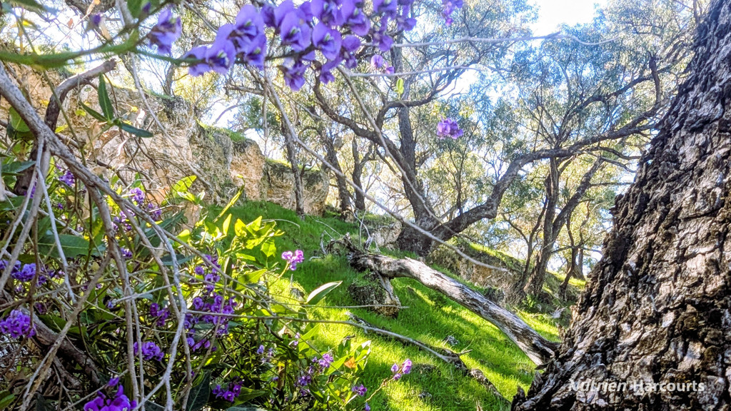 Adam Shields Realty | Lot 51 Millbank Road COWALLA WA