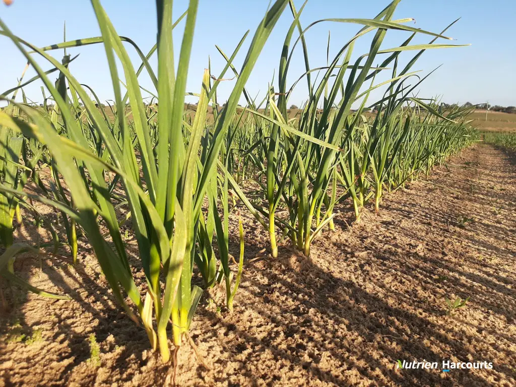 Adam Shields Realty | Lot 250 Nabaroo Road COWALLA WA