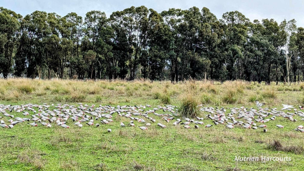 Adam Shields Realty | Lot 1389 Orange Springs Road, Orange Springs GINGIN WA