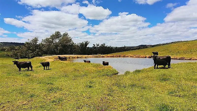 Adam Shields Realty | 2337 Chittering Road LOWER CHITTERING WA