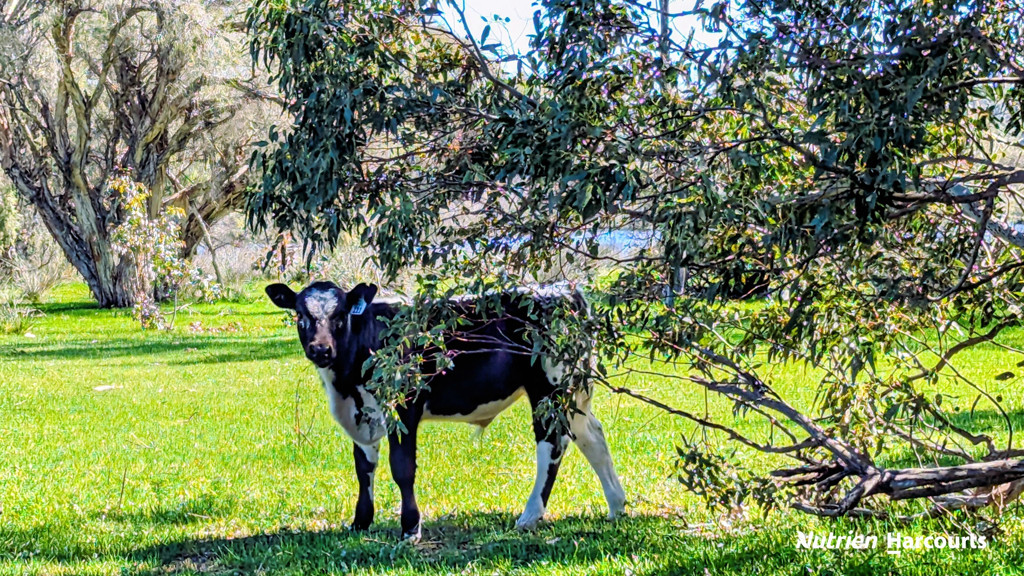 Adam Shields Realty | Lot 52 Cowalla Road COWALLA WA