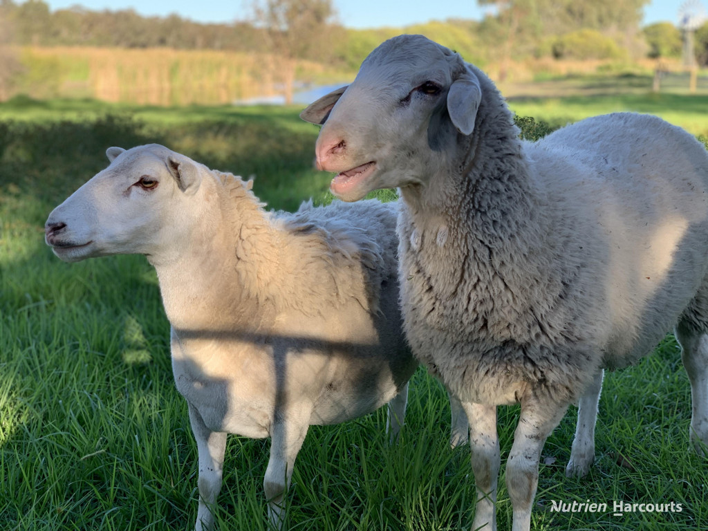 Adam Shields Realty | 7606 Brand Highway REGANS FORD WA