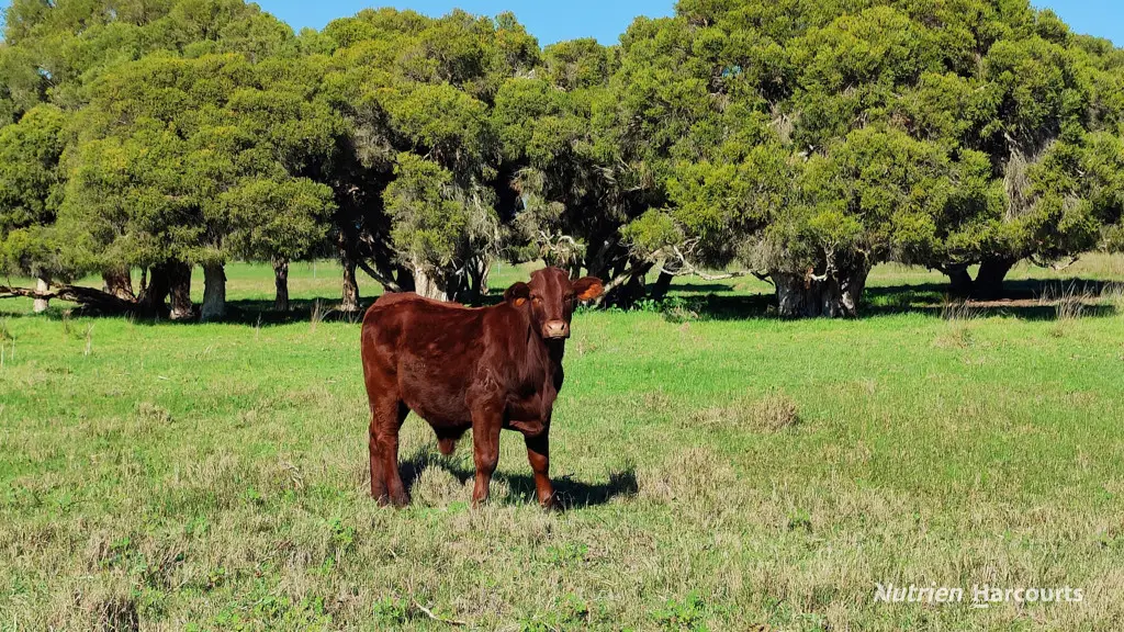 Adam Shields Realty | 139 Coonabidgee Road COONABIDGEE