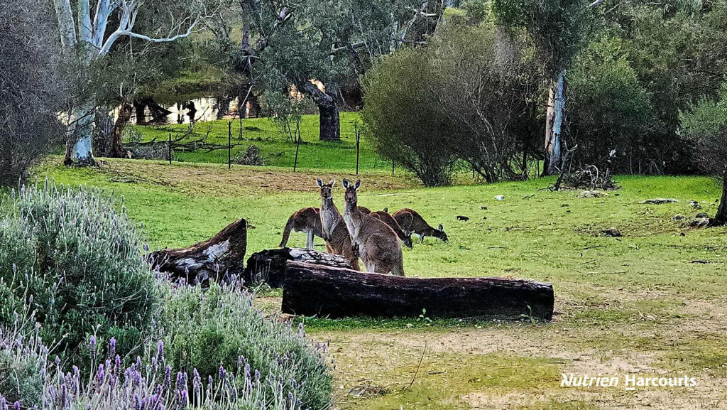 Adam Shields Realty | 328 Nabaroo Road COWALLA WA