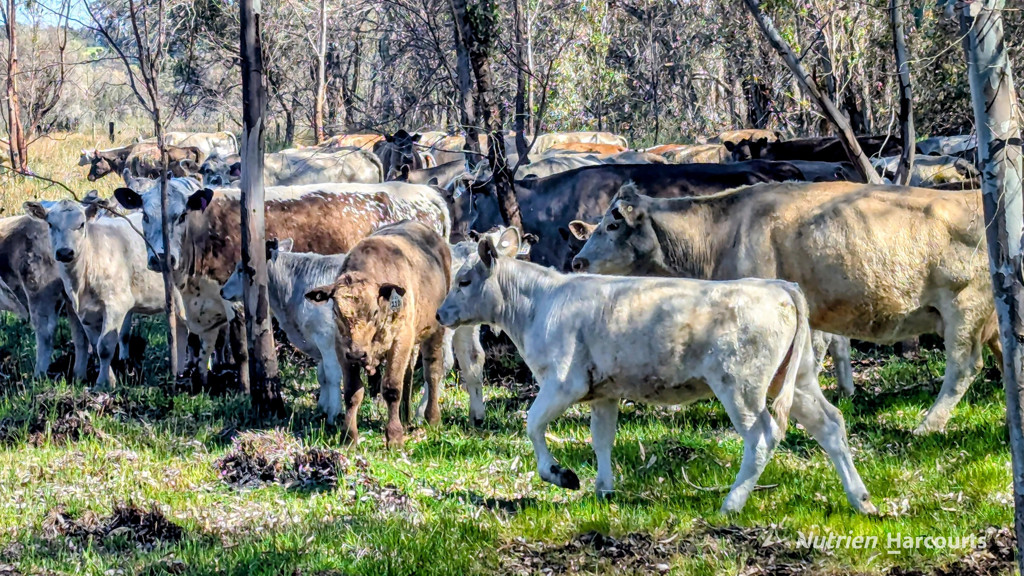 Adam Shields Realty | Lot 51 Millbank Road COWALLA WA